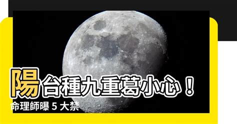 九重葛擋煞|門口種九重葛好嗎？小心「騰蛇勾絞煞」惹禍上身！ 